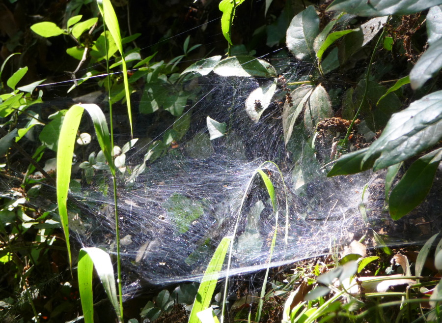 Agelena sp.